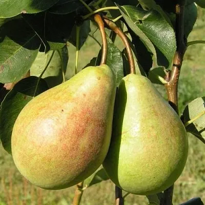 Груша ДУХМЯНАЯ  Груша ДУХМЯНАЯ в Москве