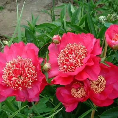 Пион БАРРИНГТОН БЕЛЬ травянистый  Пион БАРРИНГТОН БЕЛЬ травянистый в Москве