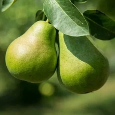 Груша Г-1 колонновидная  Груша Г-1 колонновидная в Москве