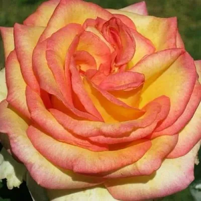 Саженцы роз АМАЗОНКА чайно-гибридная  Саженцы роз АМАЗОНКА чайно-гибридная в Москве