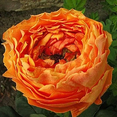 Саженцы роз КАРАЛУНА чайно-гибридная  Саженцы роз КАРАЛУНА чайно-гибридная в Москве