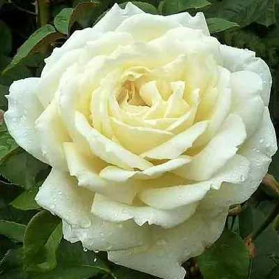 Саженцы роз ЖАННА МОРО чайно-гибридная  Саженцы роз ЖАННА МОРО чайно-гибридная в Москве