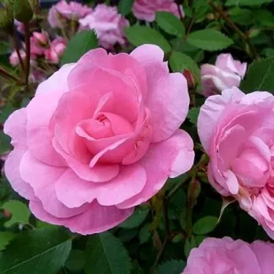 Саженцы роз ДЖОН ДЭВИС плетистая — описание сорта Саженцы роз ДЖОН ДЭВИС плетистая в Москве