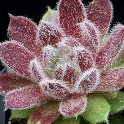 Молодило ТАРАНТУЛА  Молодило ТАРАНТУЛА в Москве