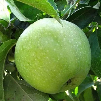 саженцы яблони