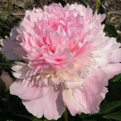 Пион ПЕЧЕР травянистый — описание сорта Пион ПЕЧЕР травянистый в Москве