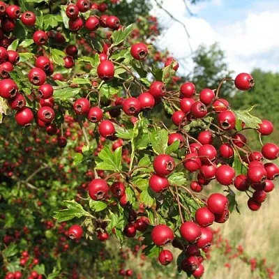 Боярышник ЗБИГНЕВ  Боярышник ЗБИГНЕВ в Москве