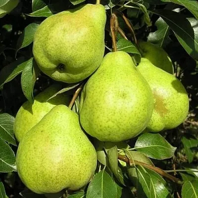 Груша АВГУСТОВСКАЯ РОСА  Груша АВГУСТОВСКАЯ РОСА в Москве