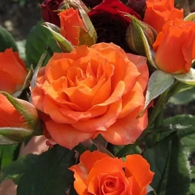 Саженцы роз АЛЕГРИЯ спрей  Саженцы роз АЛЕГРИЯ спрей в Москве