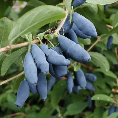 Жимолость съедобная ТОМИ японская в Москве