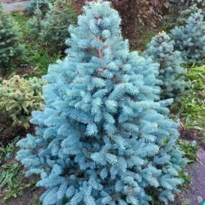 Ель СУПЕР БЛЮ СИДЛИНГ колючая в Москве