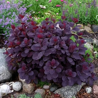 Скумпия РОЯЛ ПЕРПЛ кожевенная  Скумпия РОЯЛ ПЕРПЛ кожевенная в Москве