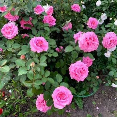 Саженцы роз ЭШЛИ чайно-гибридная — описание сорта Саженцы роз ЭШЛИ чайно-гибридная в Москве