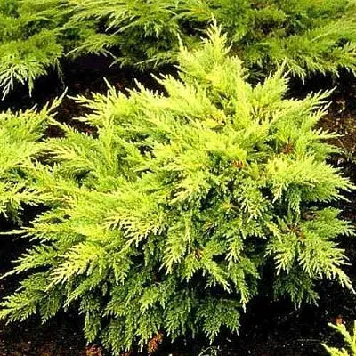 Можжевельник МОРДИГАН ГОЛД средний  Можжевельник МОРДИГАН ГОЛД средний в Москве