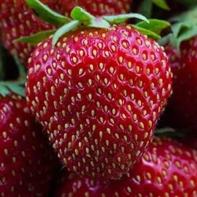 Клубника НАНДИ  Клубника НАНДИ в Москве