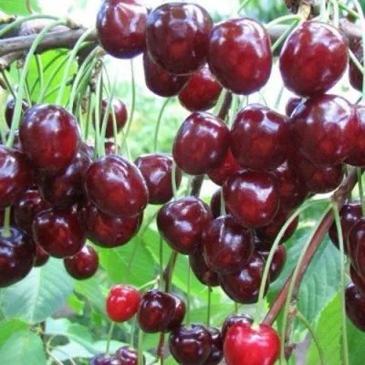 Черешня ОВСТУЖЕНКА — описание сорта Черешня ОВСТУЖЕНКА в Москве