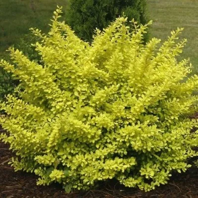 Барбарис АУРЕА тунберга — описание сорта Барбарис АУРЕА тунберга в Москве