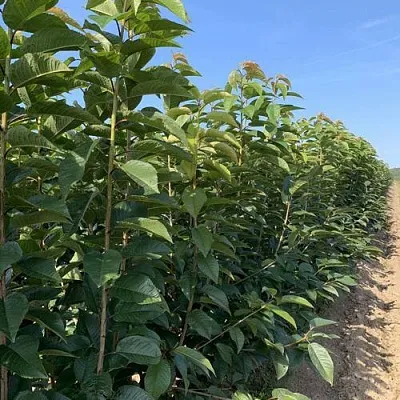 Саженцы оптом в Москве