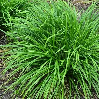 Осока АЙРИШ ГРИН  Осока АЙРИШ ГРИН в Москве