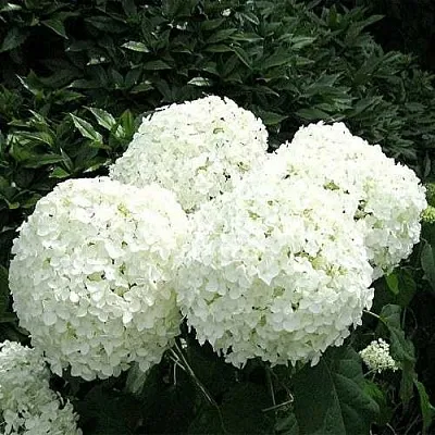 Гортензия АННАБЕЛЬ древовидная  Гортензия АННАБЕЛЬ древовидная в Москве