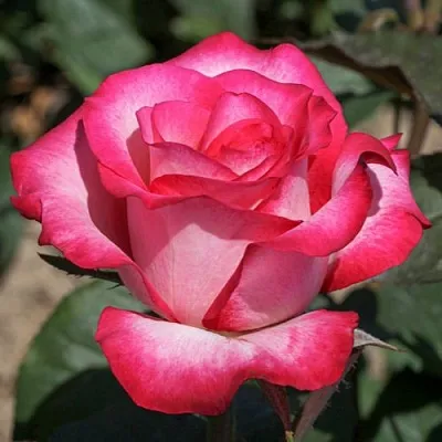 Саженцы роз ХАЙЛЕНДЕР чайно-гибридная  Саженцы роз ХАЙЛЕНДЕР чайно-гибридная в Москве