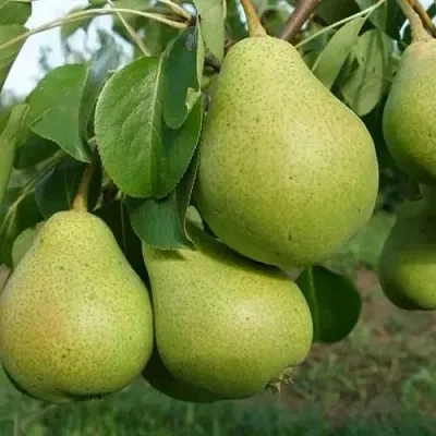 Груша СВЕРДЛОВЧАНКА  Груша СВЕРДЛОВЧАНКА в Москве