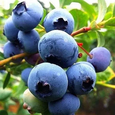 Низкорослые сорта  в Москве