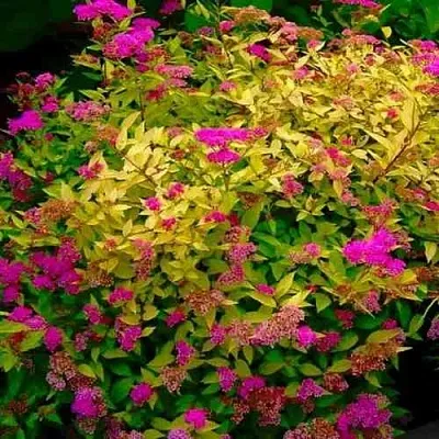 Спирея ГОЛДЕН ПРИНЦЕСС японская  Спирея ГОЛДЕН ПРИНЦЕСС японская в Москве