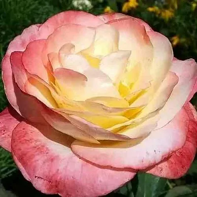 Саженцы роз БЕЛЛА ПЕРЛА чайно-гибридная  Саженцы роз БЕЛЛА ПЕРЛА чайно-гибридная в Москве