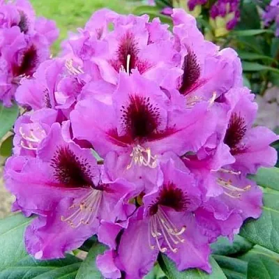 Рододендрон РАСПУТИН  Рододендрон РАСПУТИН в Москве