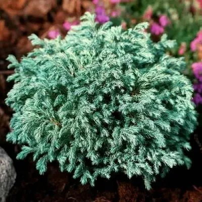 Кипарисовик БЕБИ БЛЮ горохоплодный — описание сорта Кипарисовик БЕБИ БЛЮ горохоплодный в Москве