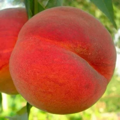 Персик МАЙСКИЙ ЦВЕТОК в Москве