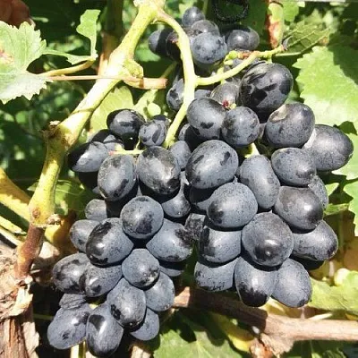 Виноград КИШМИШ АТТИКА  Виноград КИШМИШ АТТИКА в Москве