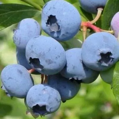 Голубика ДАРРОУ — описание сорта Голубика ДАРРОУ в Москве