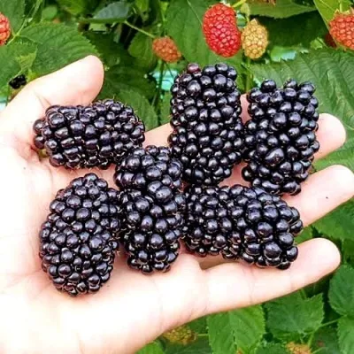 Ежевика ОУАЧИТА бесшипная — описание сорта Ежевика ОУАЧИТА бесшипная в Москве