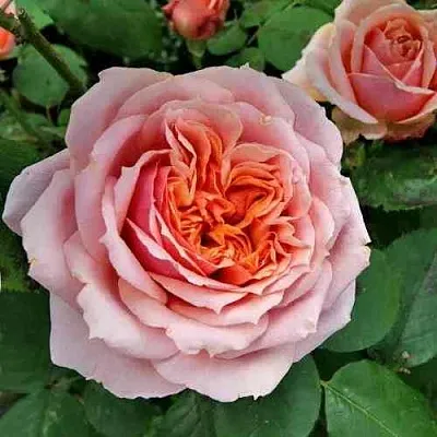 Саженцы роз ПОЛЬ БОКЮЗ шраб  Саженцы роз ПОЛЬ БОКЮЗ шраб в Москве