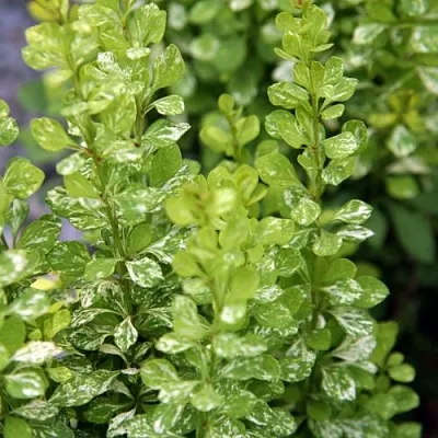 Барбарис ПАУ ВАУ тунберга  Барбарис ПАУ ВАУ тунберга в Москве