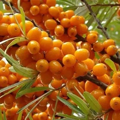 Облепиха ТРОФИМОВСКАЯ  Облепиха ТРОФИМОВСКАЯ в Москве