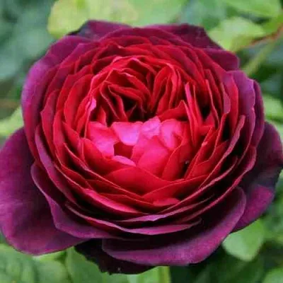 Саженцы роз АСТРИД ГРАФИН ФОН ХАРДЕНБЕРГ шраб  Саженцы роз АСТРИД ГРАФИН ФОН ХАРДЕНБЕРГ шраб в Москве