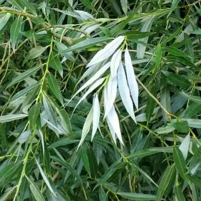 Ива ломкая  в Москве