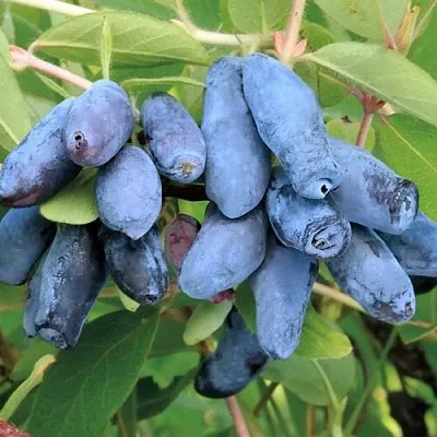 Жимолость съедобная ПАВЛОВСКАЯ в Москве