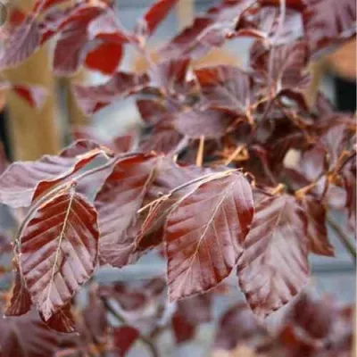 Бук лесной АТРОПУНИЦЕА — описание сорта Бук лесной АТРОПУНИЦЕА в Москве