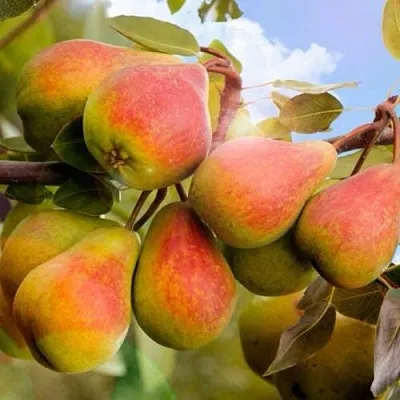 Груша ЗАБАВА  Груша ЗАБАВА в Москве