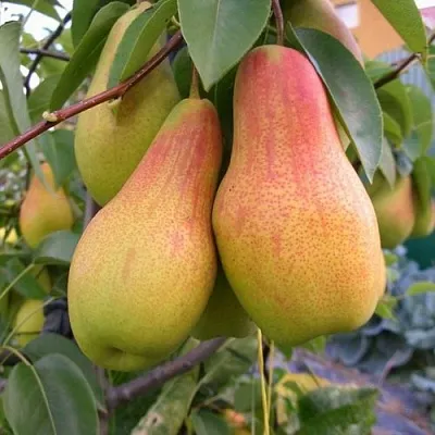 Груша ЧУДЕСНИЦА  Груша ЧУДЕСНИЦА в Москве