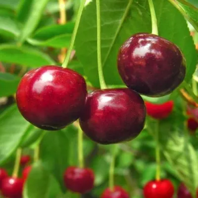 Вишня УЙФЕХЕРТОЙ ФЮРТОШ — описание сорта Вишня УЙФЕХЕРТОЙ ФЮРТОШ в Москве