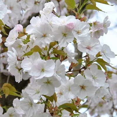 Сакура САНСЕТ БУЛЕВАРД  Сакура САНСЕТ БУЛЕВАРД в Москве