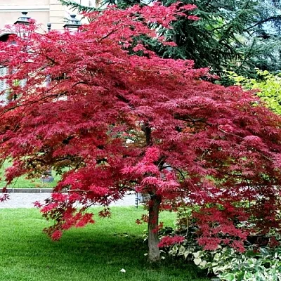 Клен пальмолистный  Клен пальмолистный в Москве