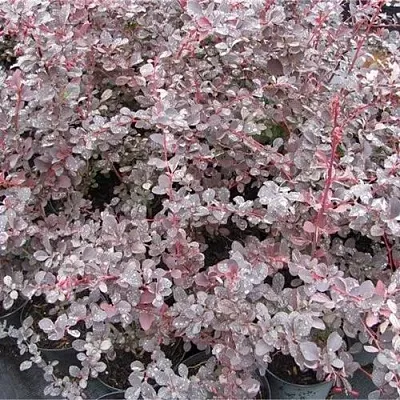 Барбарис СИЛЬВЕР МИЛЕС оттавский   Барбарис СИЛЬВЕР МИЛЕС оттавский  в Москве