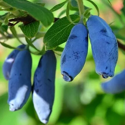 Жимолость съедобная ТРУЖЕНИЦА в Москве