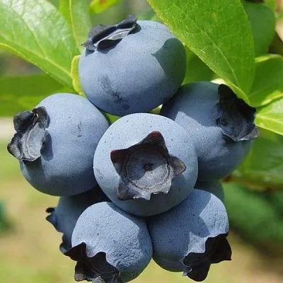 Сладкие сорта  в Москве